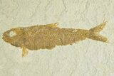 Limestone with Two Fossil Fish (Knightia) - Wyoming #363814-3
